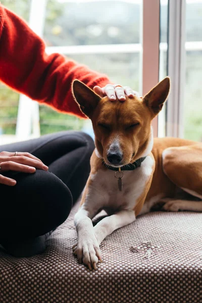 Roztomilý roztomilý basenji pes spánek uvolněný na pohovce — Stock fotografie