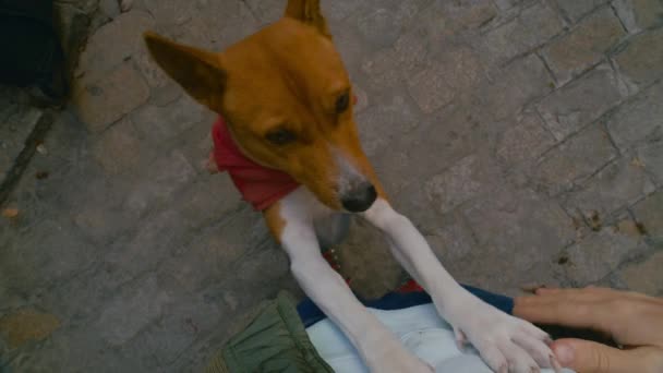 Anjing basenji lucu melompat untuk mendapatkan hewan peliharaan oleh pemilik — Stok Video