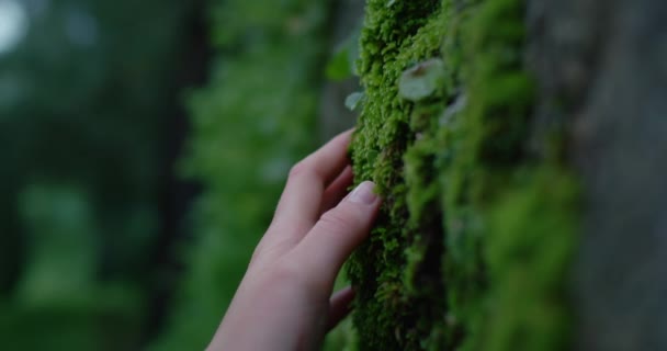 Musgo femenino en el tronco del árbol en el bosque — Vídeos de Stock