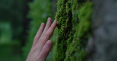 Kadın eli ormandaki ağaç gövdesinde yosunlara dokunuyor.