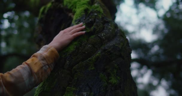 Femme toucher tronc d'écorce d'arbre dans la forêt cinématographique — Video