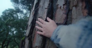 Dişi el dev çam ağacının kabuğuna dokunuyor.