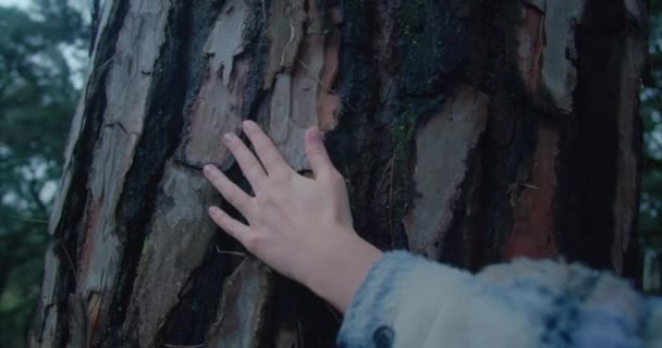 Main féminine touchant écorce de pin géant — Video