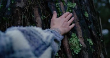 Dişi el dev çam ağacının kabuğuna dokunuyor.