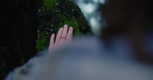 Mujer toque tronco de corteza de árbol en el bosque cinematográfico — Vídeos de Stock