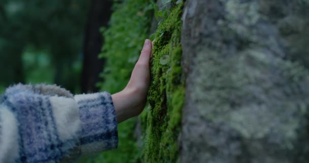 Tangan wanita menyentuh lumut hutan hijau di pohon — Stok Video