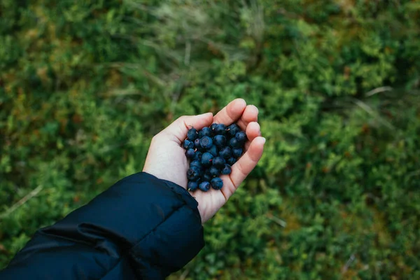 Handful of wild blueberries in female hand Royalty Free Stock Photos