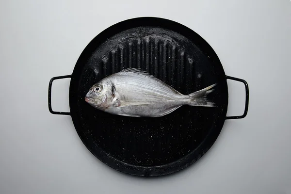 Wild dorada isolated on black grill pan — Stock Photo, Image