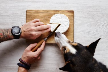 Camember sheese bıçak paylaşım köpek tattoed elleri kesilmiş