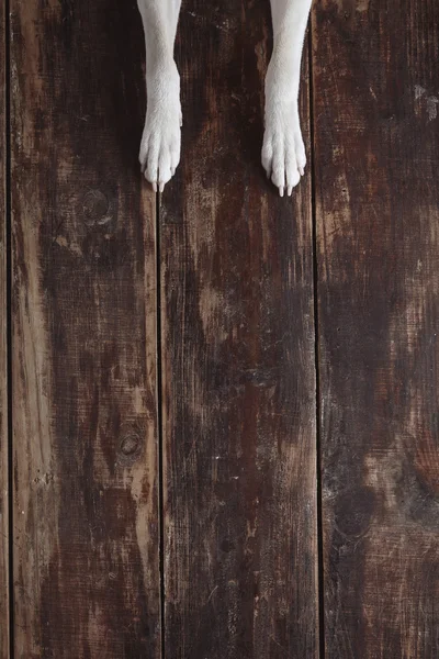 Dog's paws on old vintage brushed wooden table — Stock Fotó