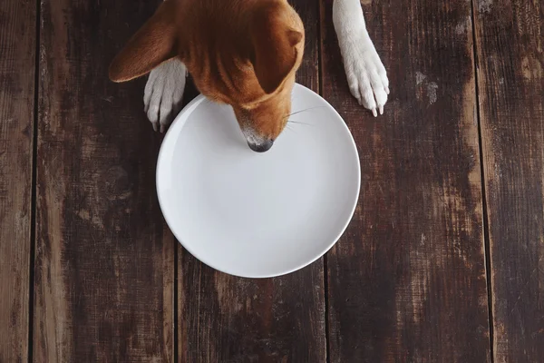 Hund frisst vom Teller auf altem Holztisch — Stockfoto