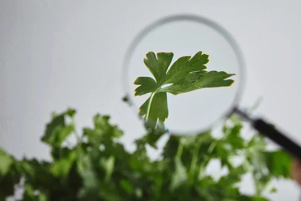 Λεπτομέρεια θέα μαϊντανός φύλλο cilantro μέσα από μεγεθυντικό φακό — Φωτογραφία Αρχείου