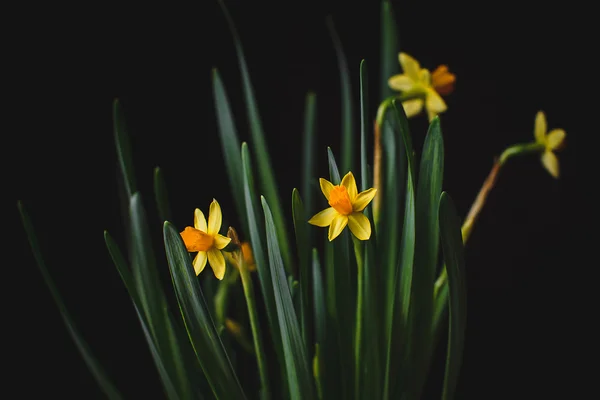 Flores narcisos amarillos —  Fotos de Stock