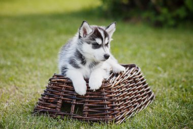 husky köpek yavrusu arabaya yalan söylüyor