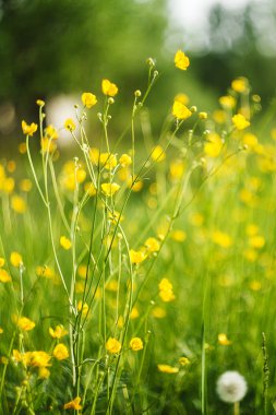 Solucan otu ve papatya. sarı çiçek