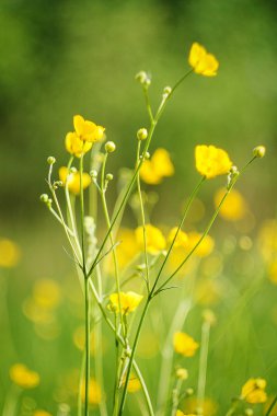 Sarı düğünçiçekleri çim