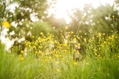 Sarı düğünçiçekleri çim