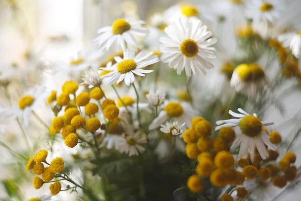 タンジーとカモミール。黄色の花 — ストック写真