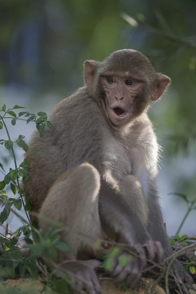 Sitzender männlicher Affe — Stockfoto