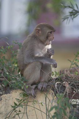kararsız erkek makak