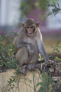 sessizce oturup makak