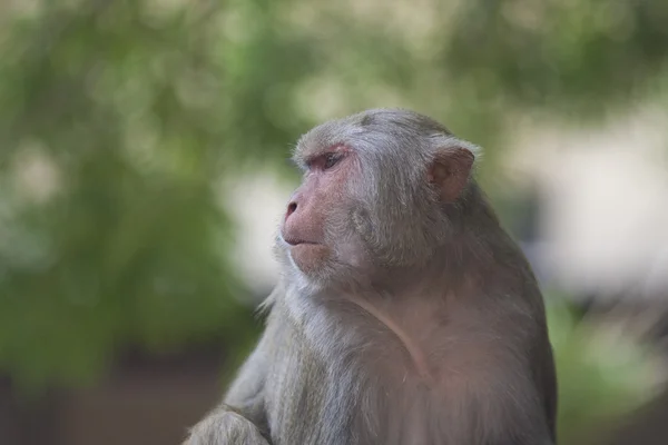 In der Natur posierende Primaten — Stockfoto