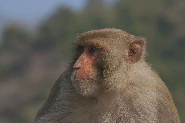 Macaco macho grande — Fotografia de Stock