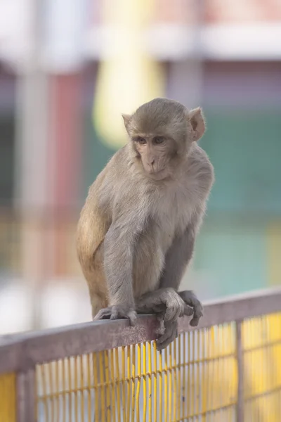 Affe sitzt auf einem Zaun — Stockfoto