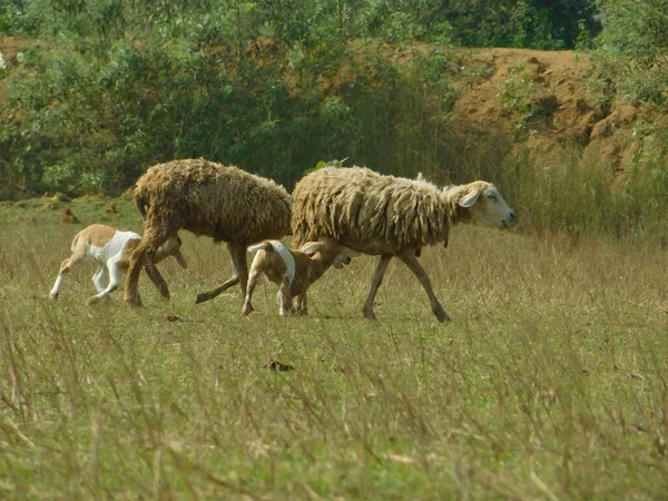 Schapen Zwerven Rond Met Hun Jongen Eten Voedsel — Stockfoto