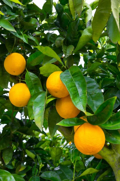 Strahlend Reife Orangefarbene Früchte Ernte Auf Ästen Einem Orangengarten — Stockfoto