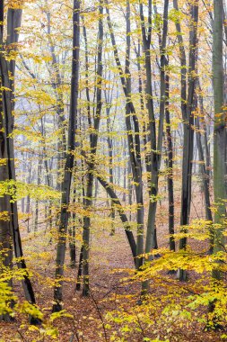 Romantik sonbahar sisi Yağmurlu bir günde korna ağacının ormanında.