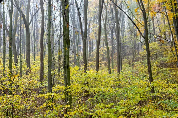 Romantisk Höstdimma Den Regniga Dagen Skogen — Stockfoto