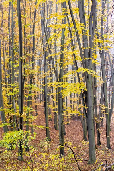 Romantischer Herbstnebel Regentag Hainbuchenwald — Stockfoto