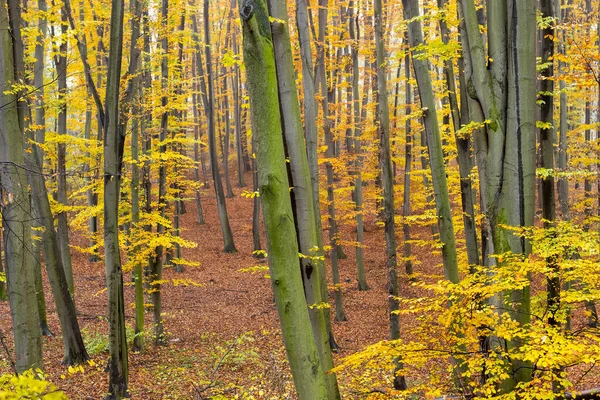 Romantischer Herbstnebel Regentag Hainbuchenwald — Stockfoto