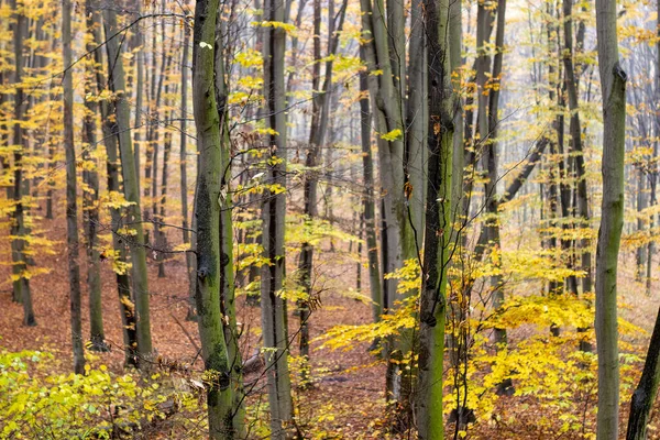 Romantischer Herbstnebel Regentag Hainbuchenwald — Stockfoto