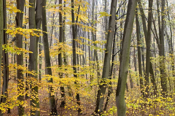 Romantischer Herbstnebel Regentag Hainbuchenwald — Stockfoto