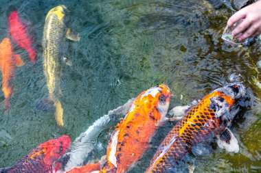 Koi sazan balığıyla besleniyor Cyprinus Rubrofuscus elle. Çakıl taşı tabanlı gölette eğlenmek ve dinlenmek..