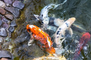 Koi sazan balığıyla besleniyor, Cyprinus Rubrofuscus. Çakıl taşı tabanlı gölette eğlenmek ve dinlenmek..