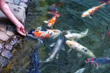 Koi sazan balığıyla besleniyor Cyprinus Rubrofuscus elle. Çakıl taşı tabanlı gölette eğlenmek ve dinlenmek..