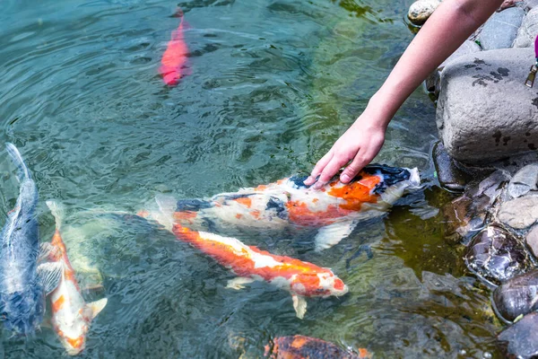 Feeding Koi Carp Cyprinus Rubrofuscus Hand Fun Relaxing Pond Pebble — Stock Photo, Image