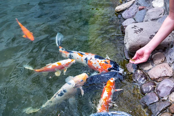 人工喂食科伊鲤鱼 Cyprinus Rubrofuscus 在有鹅卵石底的池塘边玩乐和放松 — 图库照片