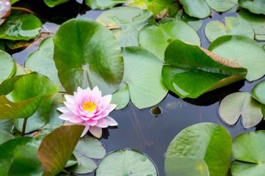 Pembe nilüferler ya da bahçedeki dekoratif bir gölde doğu tarzı nilüferler..