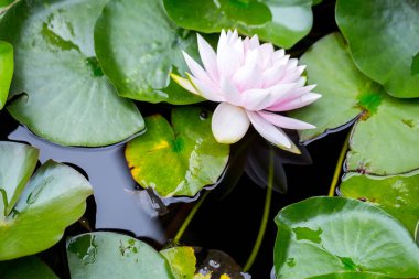 Pembe nilüferler ya da bahçedeki dekoratif bir gölde doğu tarzı nilüferler..