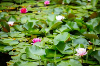 Pembe, morumsu ve beyaz nilüferler ya da bahçedeki dekoratif bir gölde doğu usulü nilüferler..