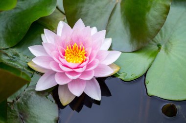 Pembe nilüferler ya da bahçedeki dekoratif bir gölde doğu tarzı nilüferler..
