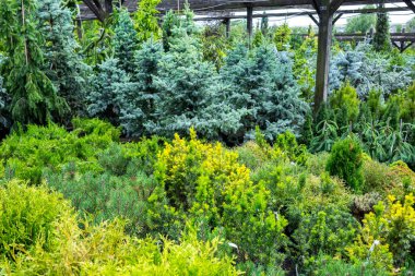 Section of conifers in the nursery-garden of ornamental plants for gardens, greenhouses, and interior design. Many different plants thujas, spruces, junipers, pines stand on the floor in pots. clipart