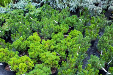 Bahçeler, seralar ve iç mimari için dekoratif bitkilerden oluşan bahçelerde kozalaklı ağaçlar. Bir çok farklı bitki eşkıyası, lahanası, ardıcı, çamları yerde duruyor..