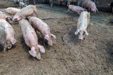 Domuz çiftliğinde otlayan pis domuzlar ve domuzlar. Doğal organik domuz yetiştiriciliği. Çiftçilik. Üreme.