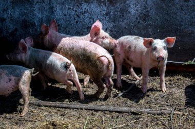 Domuz çiftliğinde otlayan pis domuzlar. Doğal organik domuz yetiştiriciliği. Çiftçilik. Üreme.