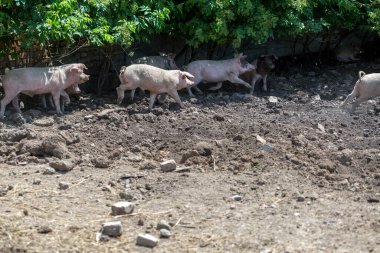 Domuz çiftliğinde otlayan pis domuzlar. Doğal organik domuz yetiştiriciliği. Çiftçilik. Üreme.